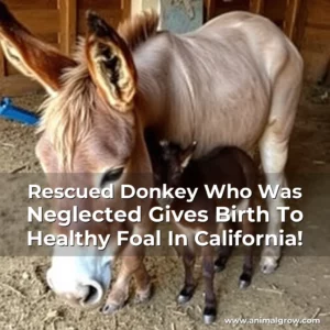 Artistic representation for Rescued Donkey Who Was Neglected Gives Birth To Healthy Foal In California!