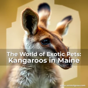 Artistic representation for The World of Exotic Pets: Kangaroos in Maine