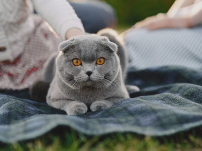 Varieties of colors of Scottish Fold cats