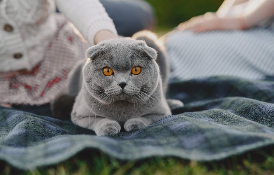 Varieties of colors of Scottish Fold cats