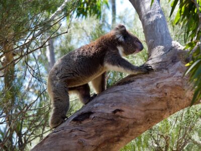 Koalas in Budj Bim National Park: Aerial Culling Sparks Outrage