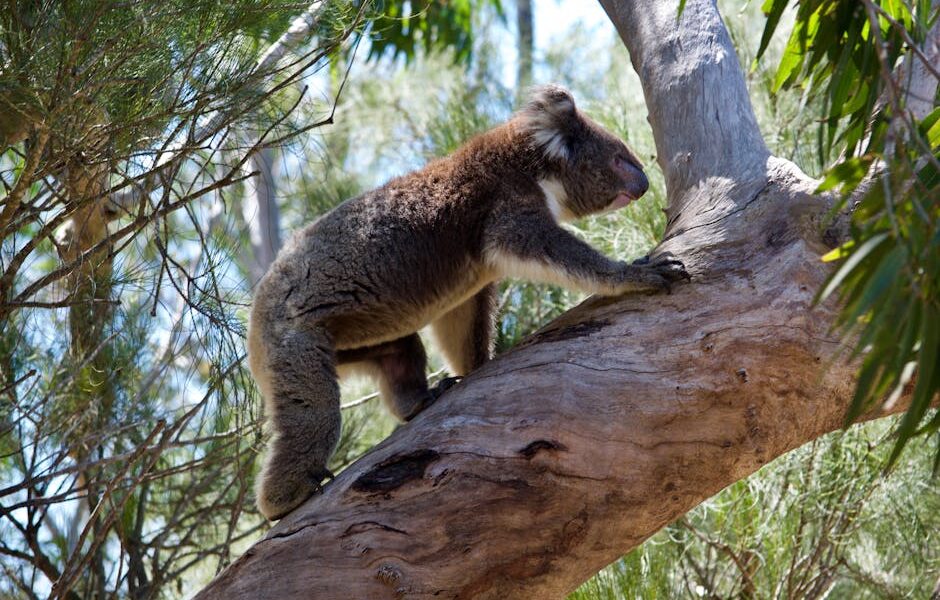 Koalas in Budj Bim National Park: Aerial Culling Sparks Outrage