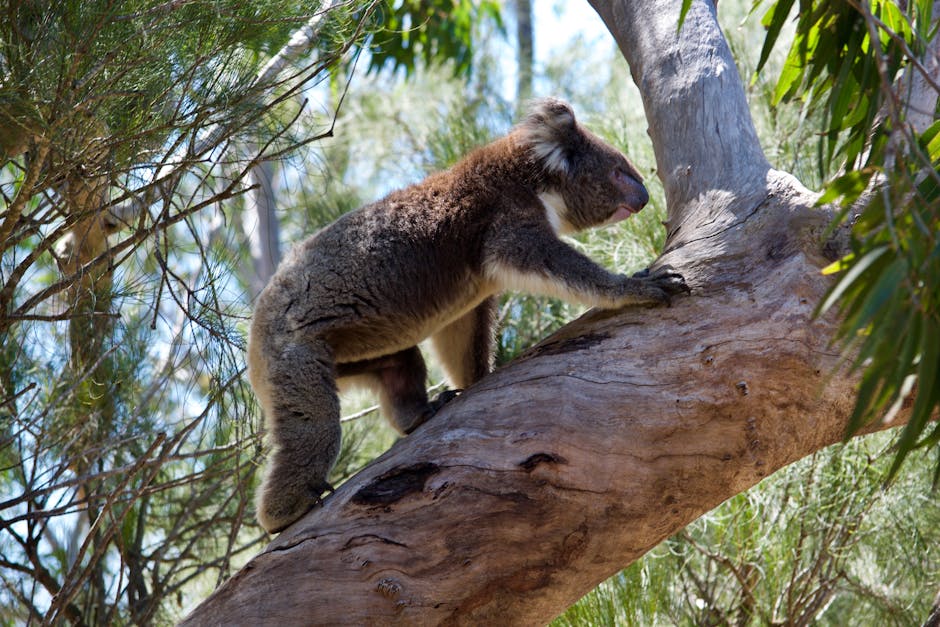 Read more about the article Koalas in Budj Bim National Park: Aerial Culling Sparks Outrage