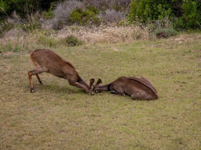 Wild Animals Found in Netanya Apartment