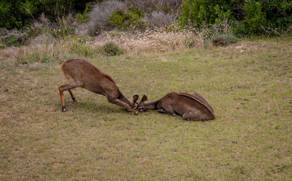 Wild Animals Found in Netanya Apartment