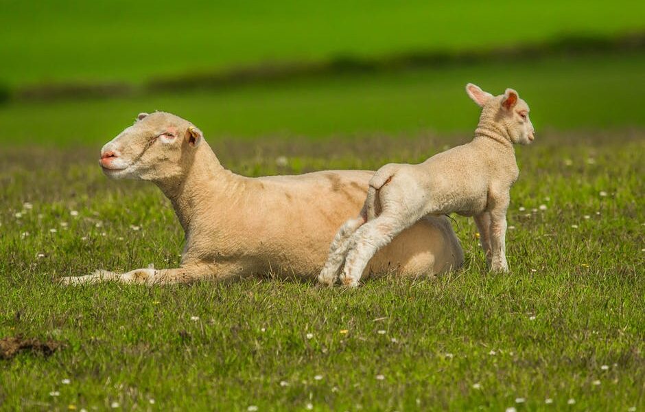 The Role of Animal Growth Factors in Enhancing Livestock Health and Productivity