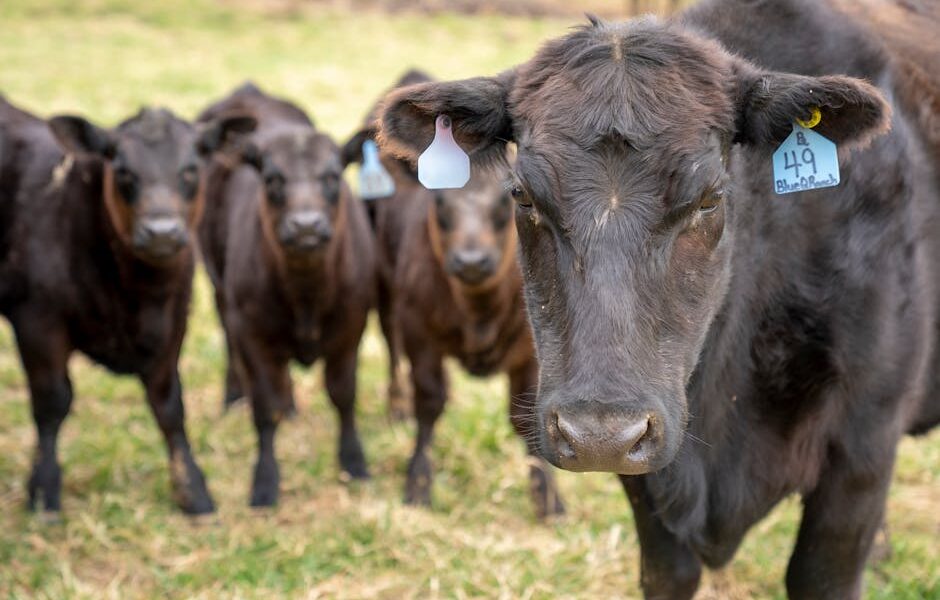 The Science and Art of Animal Breeding: A Comprehensive Exploration for Modern Livestock Management