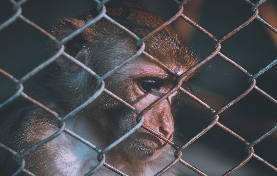 The Ethical Imperative of Animal Welfare: A Deep Dive into Compassionate Care for All Species