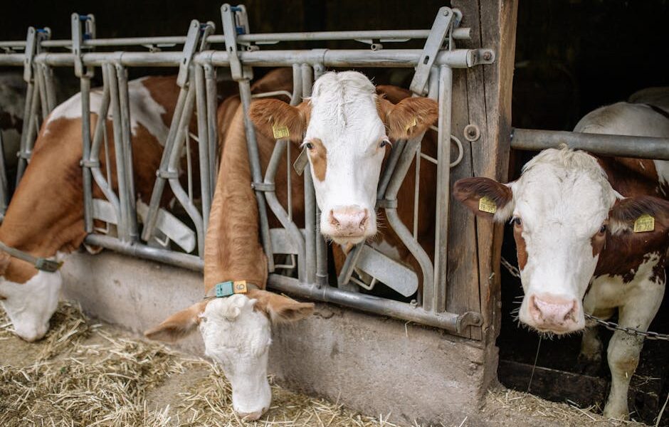 The Future of Feeding Livestock: Innovations in Sustainable Farming Practices