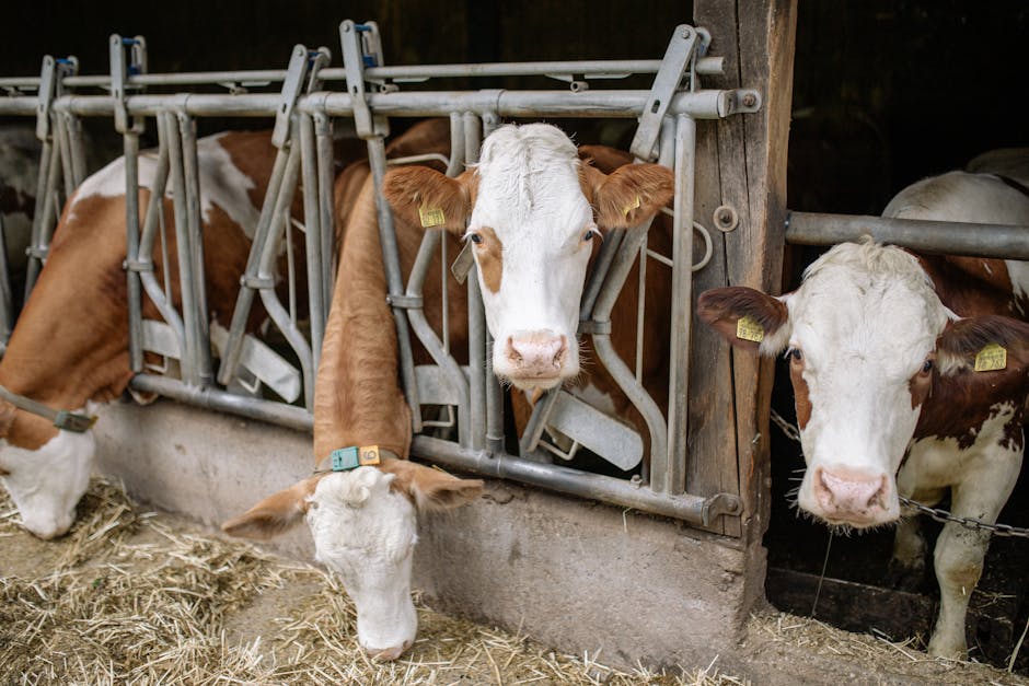Read more about the article The Future of Feeding Livestock: Innovations in Sustainable Farming Practices