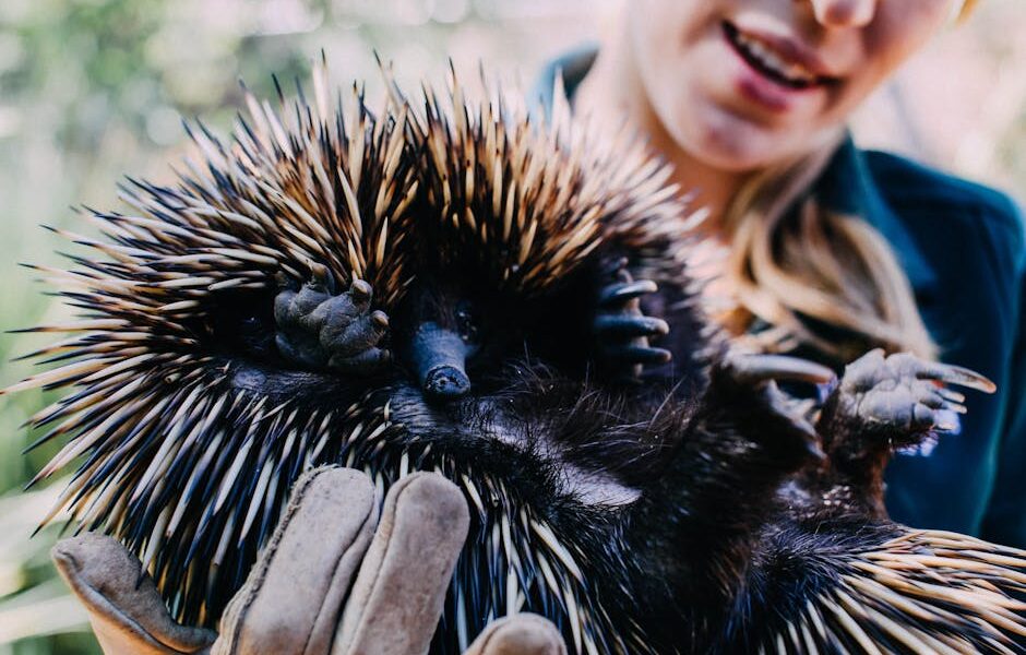 The Ultimate Handbook: Essential Animal Care Tips for Every Pet Owner
