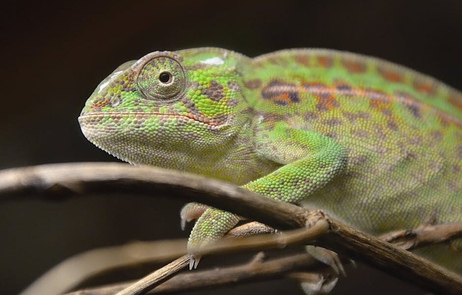 The Enchanting World of Exotic Pets: A Deep Dive into Unique Companionship