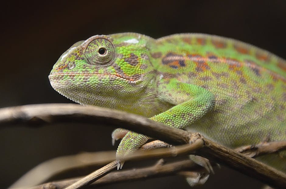 Read more about the article The Enchanting World of Exotic Pets: A Deep Dive into Unique Companionship