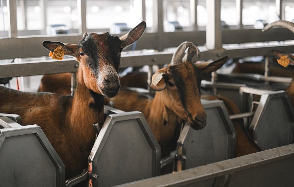 Fundamental Principles of Livestock Management