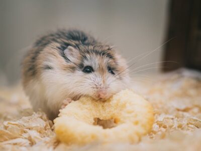 What do hamsters eat at home: proper nutrition for pets