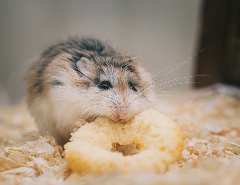 What do hamsters eat at home: proper nutrition for pets