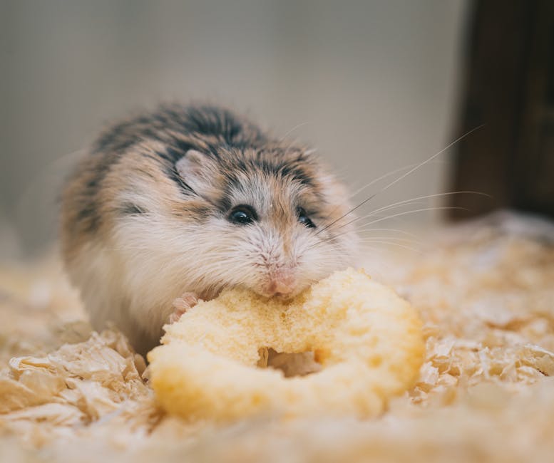 Read more about the article What do hamsters eat at home: proper nutrition for pets