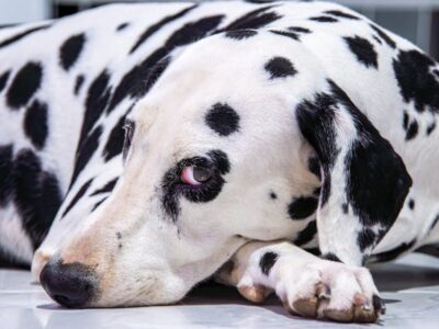 Diarrhea with blood in a dog: causes, treatment at home