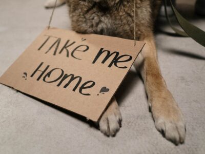 How to take birth in dogs at home?