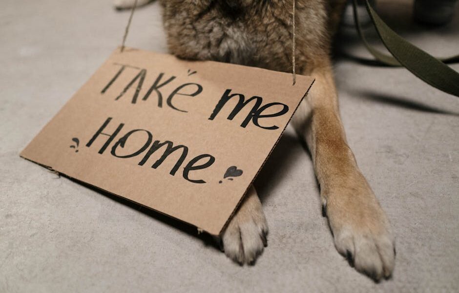 How to take birth in dogs at home?