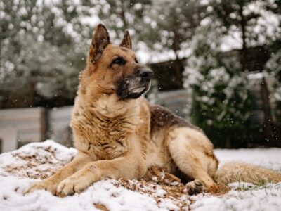 German Shepherd Weight Chart by Month