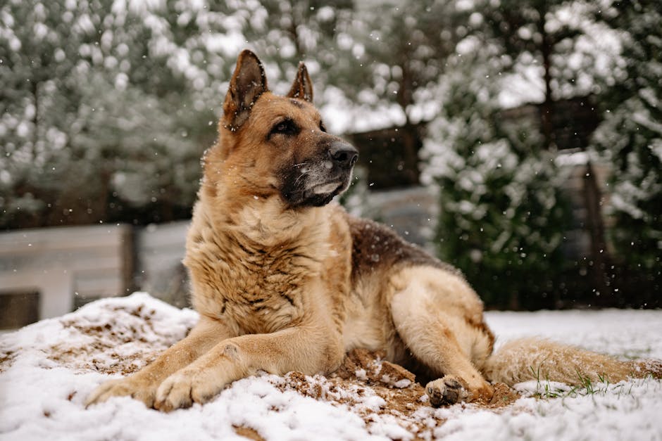 Read more about the article German Shepherd Weight Chart by Month
