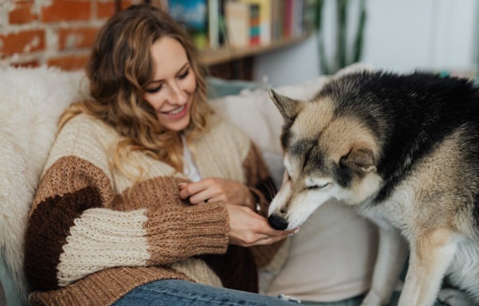 How to properly feed a husky at home