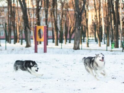 Nicknames for huskies: how to name a boy or girl
