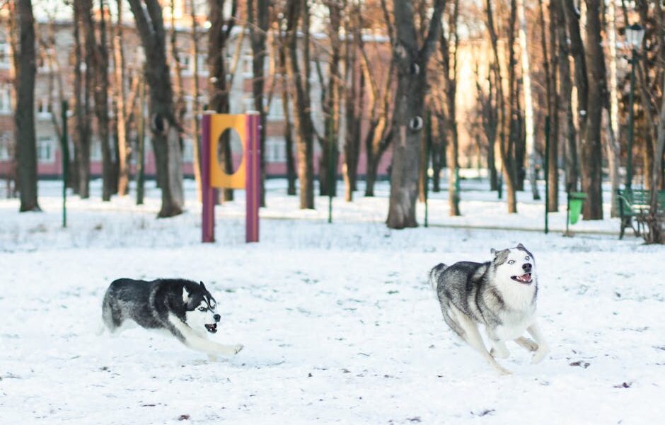 Nicknames for huskies: how to name a boy or girl
