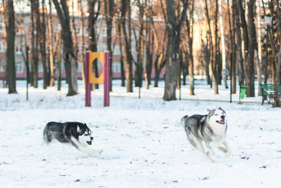 Read more about the article Nicknames for huskies: how to name a boy or girl