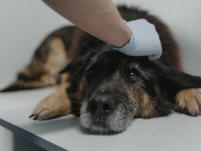 Diarrhea in a dog: treatment at home