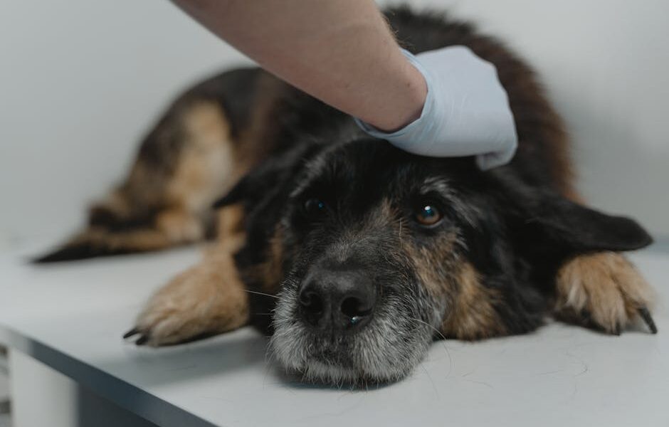 Diarrhea in a dog: treatment at home