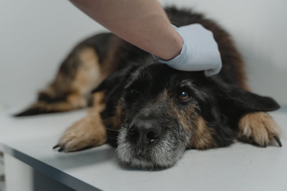 Read more about the article Diarrhea in a dog: treatment at home