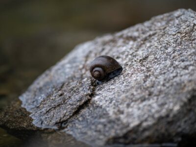 What do snails eat in mollusks and aquariums