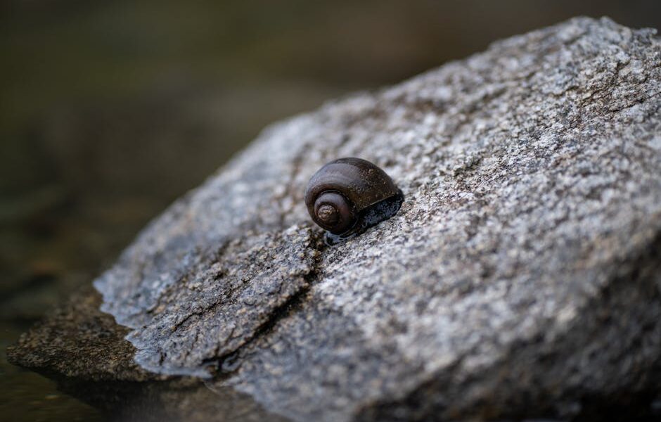 What do snails eat in mollusks and aquariums