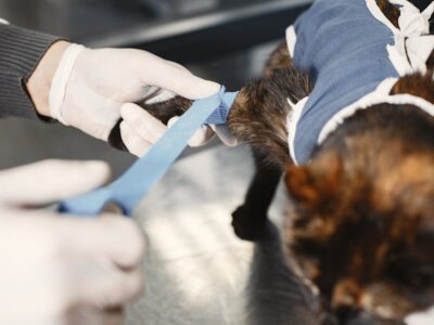 Symptoms and treatment of urolithiasis in cats at home