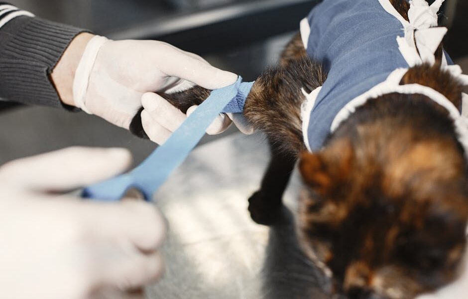 Symptoms and treatment of urolithiasis in cats at home