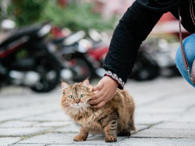 7 reasons why cats trample people with their paws