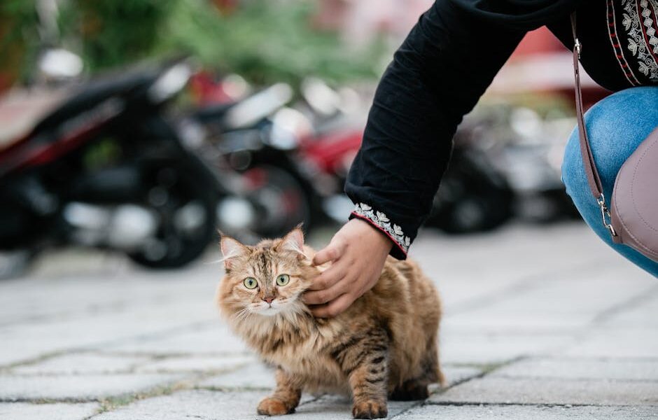 7 reasons why cats trample people with their paws