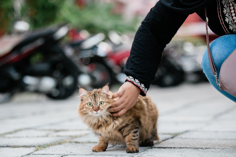 Read more about the article 7 reasons why cats trample people with their paws
