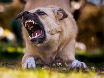 How to wean a dog to bark: advice from experienced dog handlers
